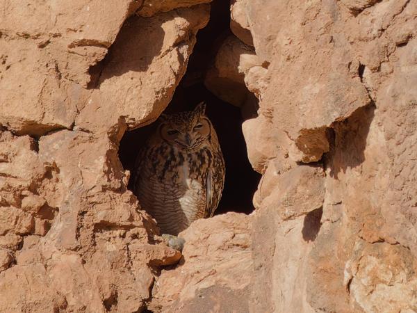 <h3><a href="/trips/marokko/biota/animalia/chordata/aves/031 strigiformes/002 strigidae/bubo ascalaphus/bubo ascalaphus-nl.html">Bubo&nbsp;ascalaphus</a> / Pharaoh&nbsp;eagle‑owl / Woestijnoehoe</h3>OM-1 Mark II met OLYMPUS M.150-400mm F4.5 TC, 1/2000 sec  bij F5.6, ISO 1600, afstand 110&nbsp;m